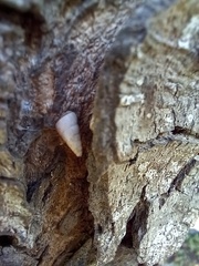 Cochlicella