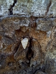 Cochlicella