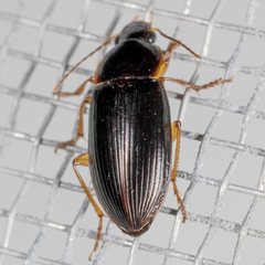 Notiobia
