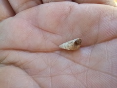 Cochlicella