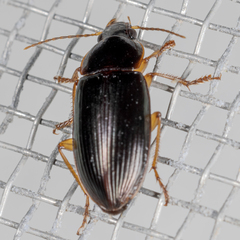 Notiobia