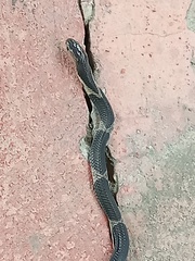 Naja sumatrana