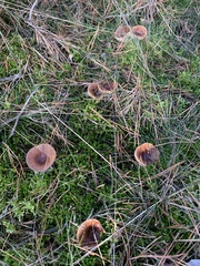 Pseudoclitocybe cyathiformis