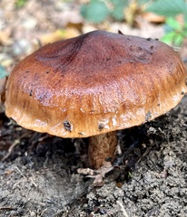 Tricholoma fulvum