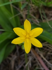 Hypoxis hemerocallidea