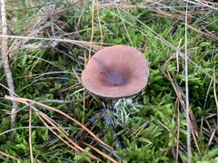 Pseudoclitocybe cyathiformis