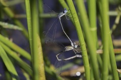 Lestes forficula
