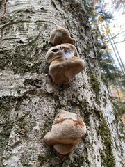 Fomes fomentarius