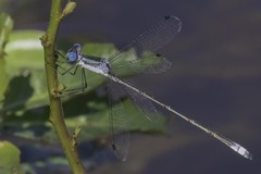 Lestes forficula