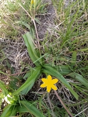 Hypoxis hemerocallidea