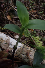 Bonatea speciosa