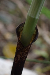 Bonatea speciosa