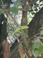 Anolis equestris
