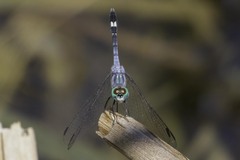 Micrathyria aequalis