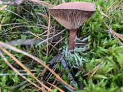 Pseudoclitocybe cyathiformis