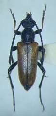 Pseudovadonia livida