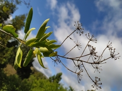Heteromorpha arborescens