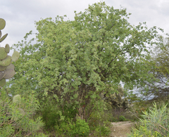 Lycium boerhaviifolium
