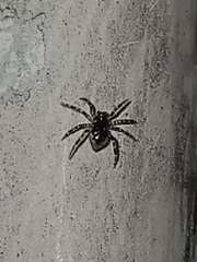 Euryopis funebris