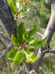 Heteromorpha arborescens