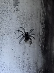 Euryopis funebris