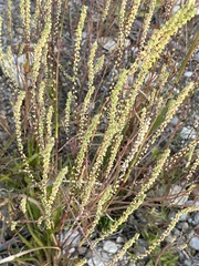 Rumex hastatulus