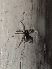Euryopis funebris
