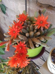 Lobivia silvestrii