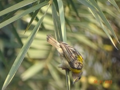 Ploceus philippinus