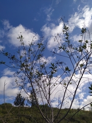 Heteromorpha arborescens