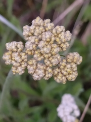 Helichrysum