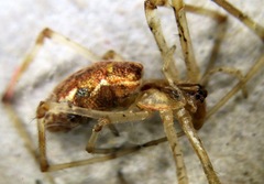 Tetragnatha ceylonica