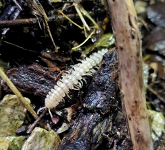 Myriapoda