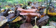 Lactarius spinosulus