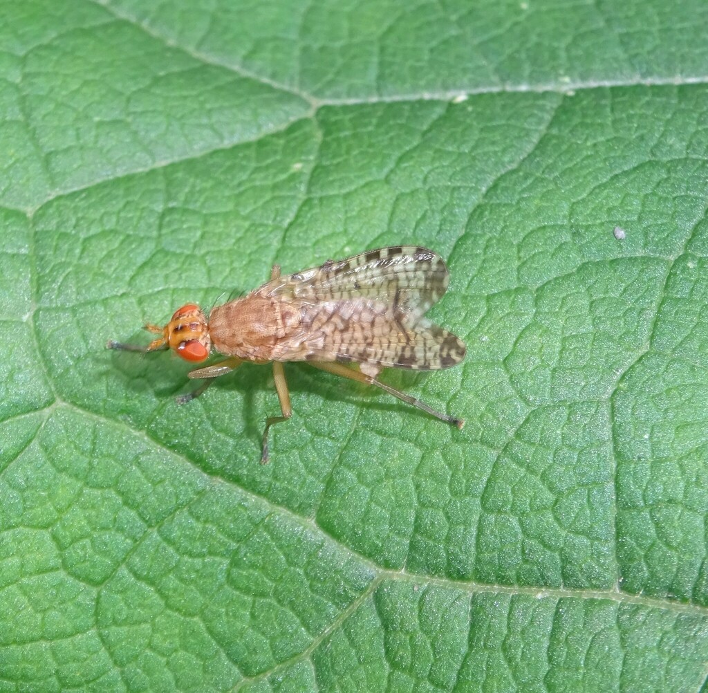 Euthycera chaerophylli