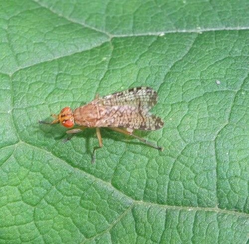 Euthycera chaerophylli