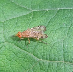 Sciomyzidae
