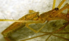Tetragnatha demissa