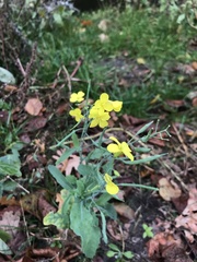 Brassica napus