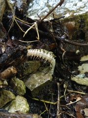 Myriapoda
