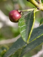 Rhamnus prinoides
