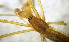 Tetragnatha demissa