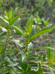 Rhamnus prinoides