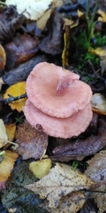 Lactarius spinosulus