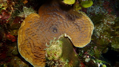 Helioseris cucullata