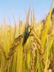 Atractomorpha sinensis