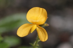 Chapmannia floridana