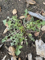 Taraxacum erythrospermum