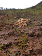 Gladiolus hyalinus