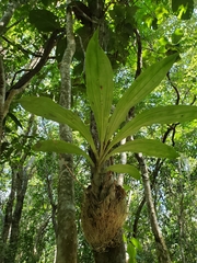 Catasetum integerrimum